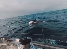 虎鲸攻击船